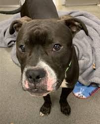 Check spelling or type a new query. Dogs For Adoption Near Columbus Oh Petfinder Dog Adoption Pitbull Terrier Pitbulls
