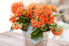 Maybe you would like to learn more about one of these? Top 12 Flowering Houseplants To Add Color To Your Home