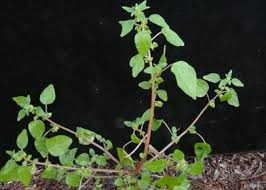Image result for Parietaria debilis