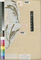 Image result for Hebenstretia angolensis