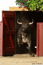 Pin By Floflo On Tauromagia Bull Cow Bull Art Animals