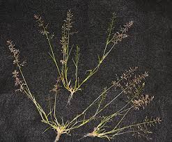 Image result for Eragrostis porosa