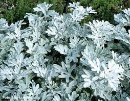 Some of them are commonly grown in your garden. Google Bilder Resultat For Http Www Stauder Net Bildearkiv Artemisia 20stelle Plants Silver Plant Xeriscape Plants