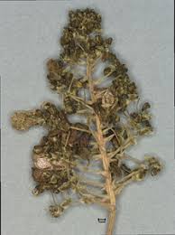 Image result for Aneilema umbrosum