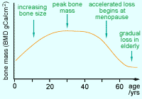 mrc research updates osteoporosis age related changes in bone