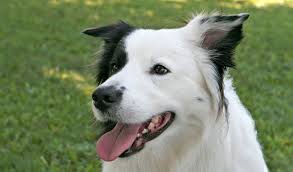 Wyndlair collie puppies are priced at $3,500.00. Border Collie Dog Breed Information