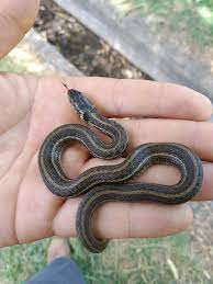 Like all reptiles they move more easily when they are warmed by the sun. Mexican Garter Snake Wikipedia