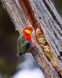 Red Bird With Spiky Hair Idd6v3e1yo7n3m
