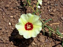 Image result for Merremia palmata