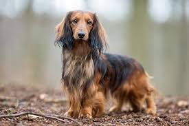 All about living with dachshunds. Dachshund Dog Breed Information