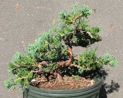 Most bonsai are pretty resilient if you're providing good care, but sometimes things go south and trees die. How To Check If Your Juniper Bonsai Is Dead Garden Lovers