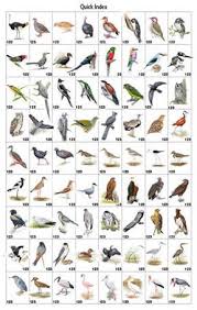 North America Bird Identification Guide Bing Images Bird