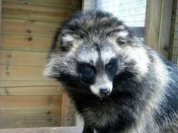a raccoon dog found in asia and indonesia it s not a raccoon but closely related to the fox it s color ranges from grey blac animals cute animals raccoon dog