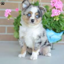 It's free to post an ad. Honda Miniature Australian Shepherd Puppy Miniature Australian Shepherd Puppies Shepherd Puppies Miniature Australian Shepherd