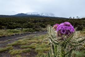 Image result for Cirsium  buchwaldii