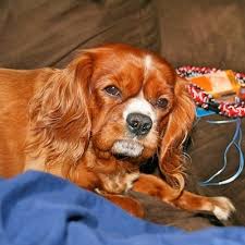 We did not find results for: Cavalier King Charles Spaniel Dog Breed Pictures 1