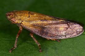 Image result for Otiophora