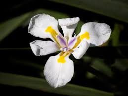 Image result for Dietes flavida