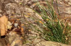 Image result for Schizaea pectinata