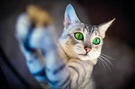 Adam Oturmus Denize Karsi Elinde Oltasi Yildiz Tutar Ceker Cikarir Bir Bir Geceden Ceker Cikarir Tadina Bakar Ardinda Isik Icinde Carsi S Animals Cats Dog Cat