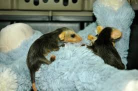 The above diets are for temporary feeding only until help can be found. Four Baby Possums Rescued After Someone Flings Their Dead Mother Off Of A Driveway With Newborn Young Clinging To Her Newcanaanite Com