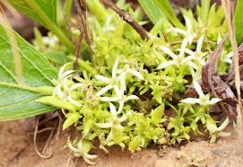 Image result for Pygmaeothamnus zeyheri