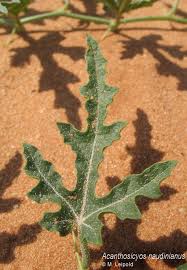 Image result for Lophiocarpus polystachyus