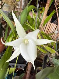 Image result for Angraecum