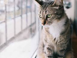 Creating a clear pet policy is vital to preventing tenants from sneaking in pets and possibly leaving landlords with a property riddled with pet damage. Will My Apartment Landlord Find Out If I Get A Cat Apartment School