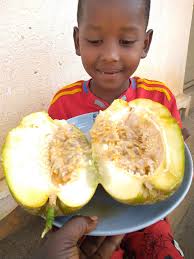 Harvesting fresh giant granadilla in Uganda