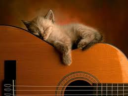 Up to 70% off top brands & styles. Cat Funny Wallpapers Wallpaper Cave