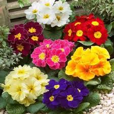 Image result for Primula x pubescens