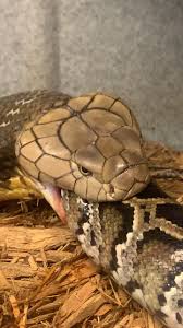 Maybe you would like to learn more about one of these? Discover Chandlers Wild Life S Popular Videos Tiktok