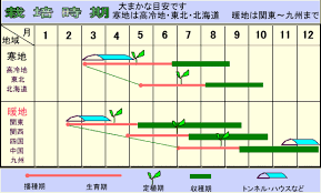 サンマルツァーノ つる新 種苗店