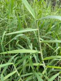 Image result for Urochloa arrecta