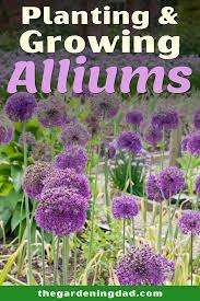 How To Growing Ornamental Alliums The Gardening Dad Plants Flowers Perennials Beautiful Flowers