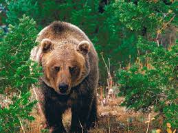 The California Grizzly Bear Ursus Californicus Is The California State Animal As Humans Began To Populate California Th Bear Stuffed Animal Bear Brown Bear