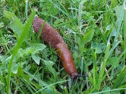 Was tun wenn die kleinen weichtierchen im garten überhand nehmen? Meine Ernte Schnecken Im Garten Diese Mittel Schaffen Abhilfe