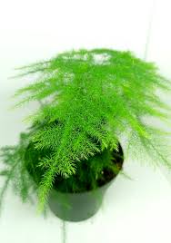 Image result for Asparagus setaceus