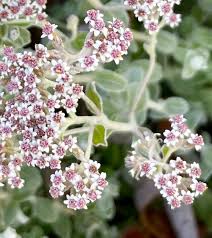 Image result for Plecostachys