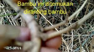 Check spelling or type a new query. Ditemukan Bambu Petuk Cabang Sejajar Youtube