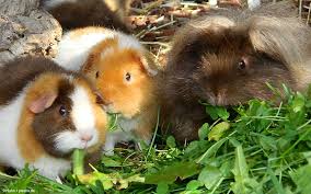 Meerschweinchen Futterliste Fur Frischfutter Und Grunfutter