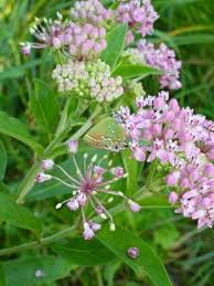 Swamp Milkweed Pink Milkweed Perennials Swamp Milkweed Native Plant Gardening Asclepias Incarnata