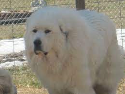Lab puppies, yellow or chocolate (cbd > pittsburg, il area (marion, illinois address)) pic hide this posting restore restore this posting favorite this post jul 15 Harvest Acres Pyrenees Great Pyrenees Breeder