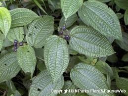 Image result for Blotiella crenata