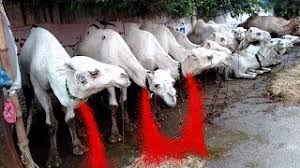 Find out the latest happenings about the qurbani of camel ! 35 Camel Qurbani At Jdc Eid Ul Adha Bakra Eid Qurbani Karachi Market Updates Kmu Youtube