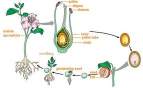 What Is And Is Not A Fruit Science Lessons Plant Science Biology Plants