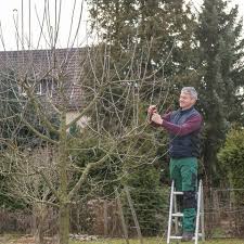 Am besten frägst du in der gemeinde nach oder bittest einen baumpfleger um hilfe. Apfelbaum Schneiden Tipps Fur Jede Baumgrosse