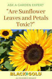 Are Sunflower Leaves And Petals Toxic Sunflower Leaves Sunflower Petals