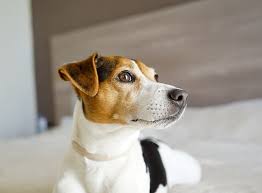 We did not find results for: Jack Russell Terrier Rasseportrait Im Hunde Magazin Zooroyal Magazin